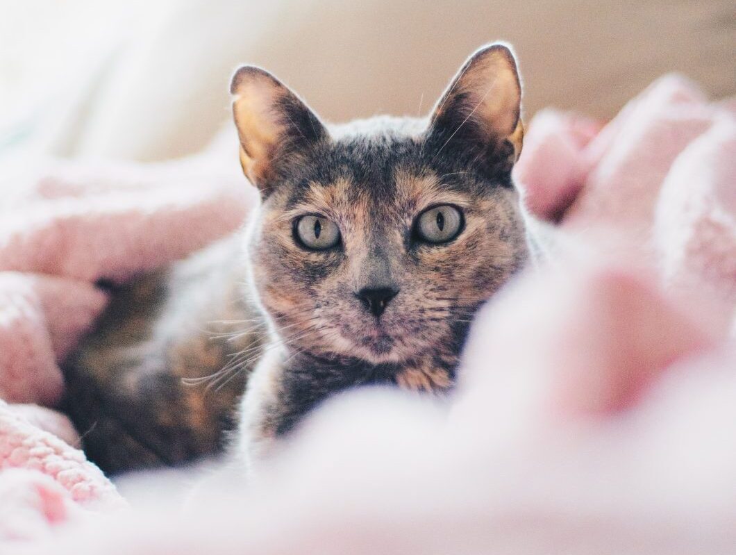 Apadrina un gatito