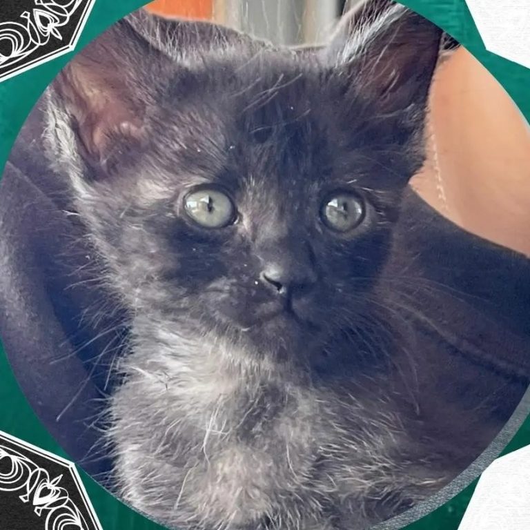 Bagheera