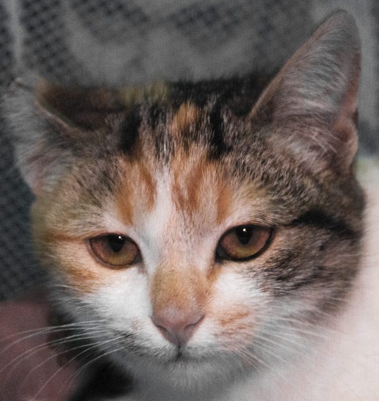 Carmela