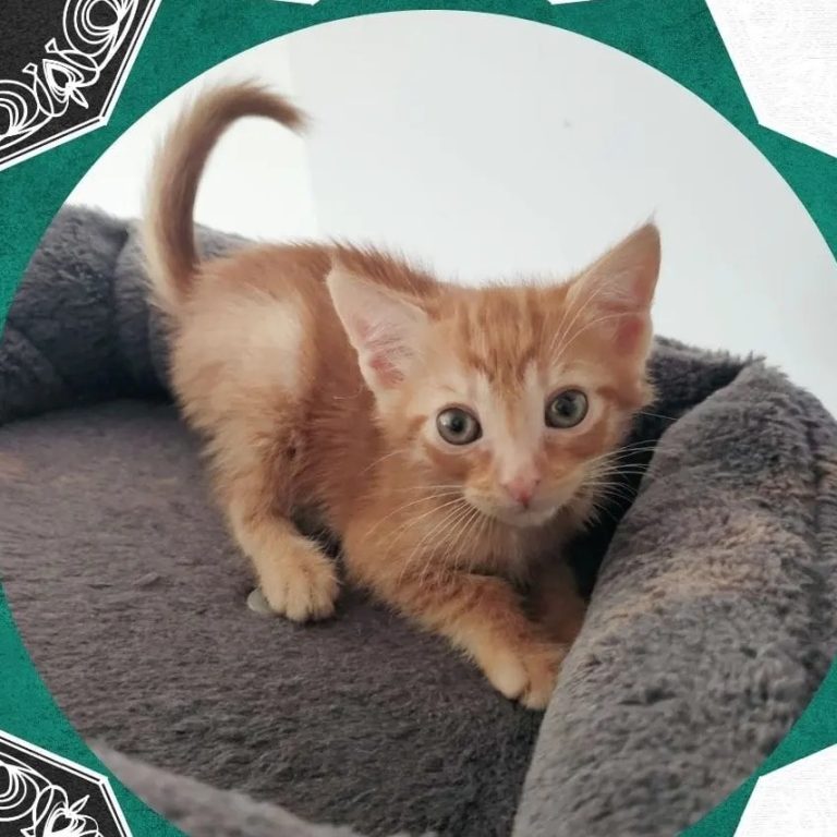 Hades