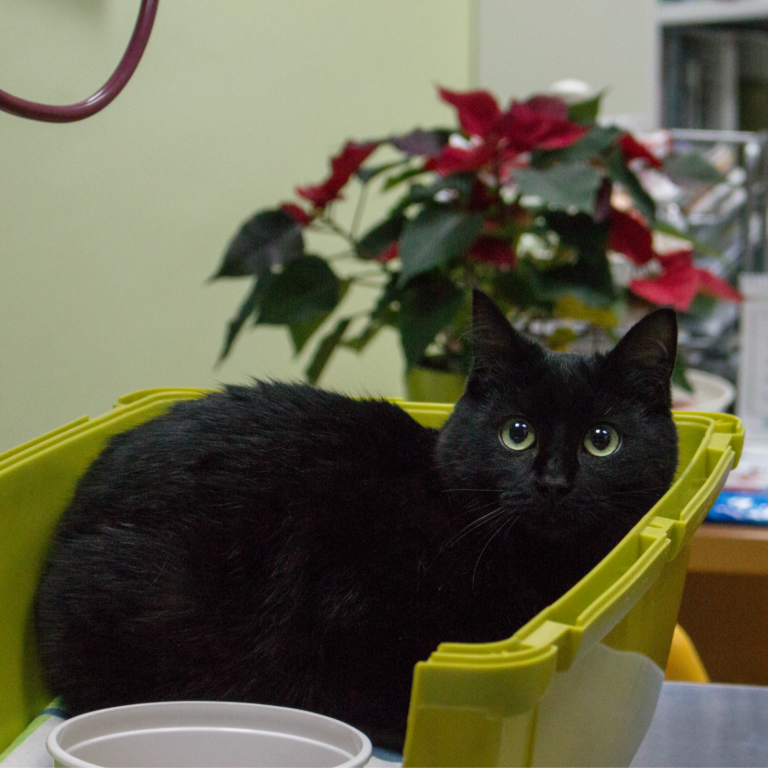 Nimue