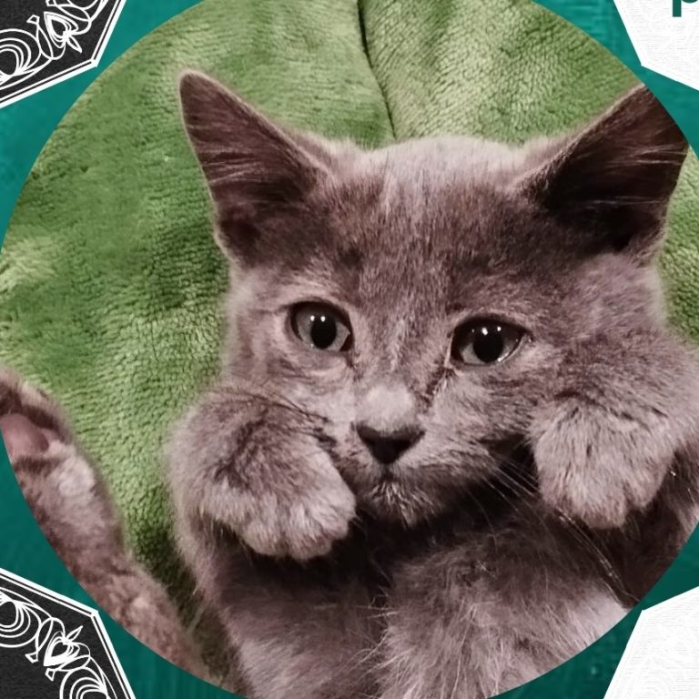 Perla